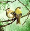chris-shields-animals- goldcrests