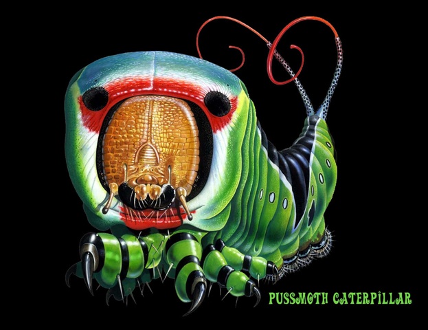 Pussmoth Caterpillar2
