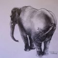 emma-pumarola-animals-elephant