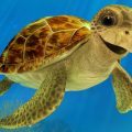 kim-neale-animals-turtle